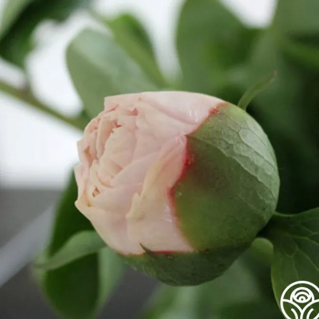 Blushing Princess>Heirloom Roses Discount