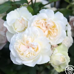 Bolero™>Heirloom Roses New
