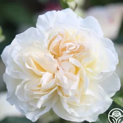 Bolero™><noscript><img width=