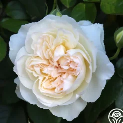 Bolero™><noscript><img width=