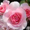 Bonica®>Heirloom Roses Discount