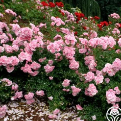 Bonica®><noscript><img width=