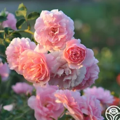 Bonica®><noscript><img width=
