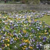 Botanical Crocus Mix>Heirloom Roses Clearance