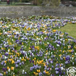 Botanical Crocus Mix>Heirloom Roses Clearance