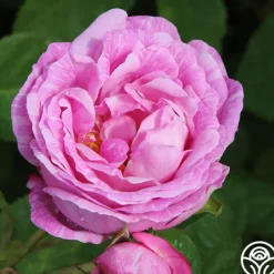 Bourbon Queen>Heirloom Roses Hot