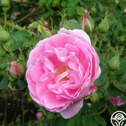 Bourbon Queen>Heirloom Roses Hot