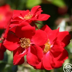 Boy O Boy>Heirloom Roses Online