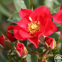 Boy O Boy>Heirloom Roses Online
