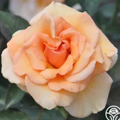 Brandy™>Heirloom Roses Online