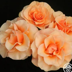 Brandy™><noscript><img width=