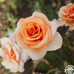 Brandy™><noscript><img width=