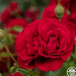 Braveheart™>Heirloom Roses New