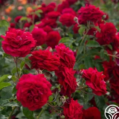 Braveheart™><noscript><img width=