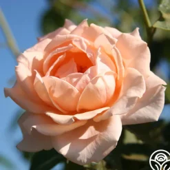 Breath Of Life™>Heirloom Roses Sale