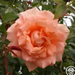 Breath Of Life™>Heirloom Roses Sale
