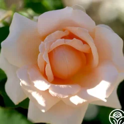 Breath Of Life™><noscript><img width=