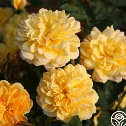 Brenda Burg™>Heirloom Roses Best