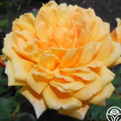 Brenda Burg™>Heirloom Roses Best