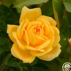 Brenda Burg™><noscript><img width=