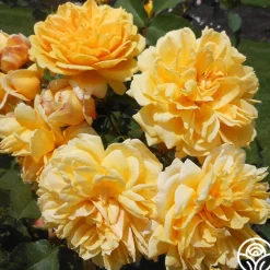 Brenda Burg™><noscript><img width=
