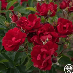 Brick House™>Heirloom Roses Hot