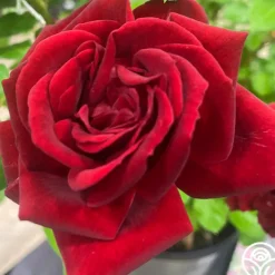 Brick House™>Heirloom Roses Hot
