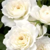 Bridal Sunblaze®>Heirloom Roses Best