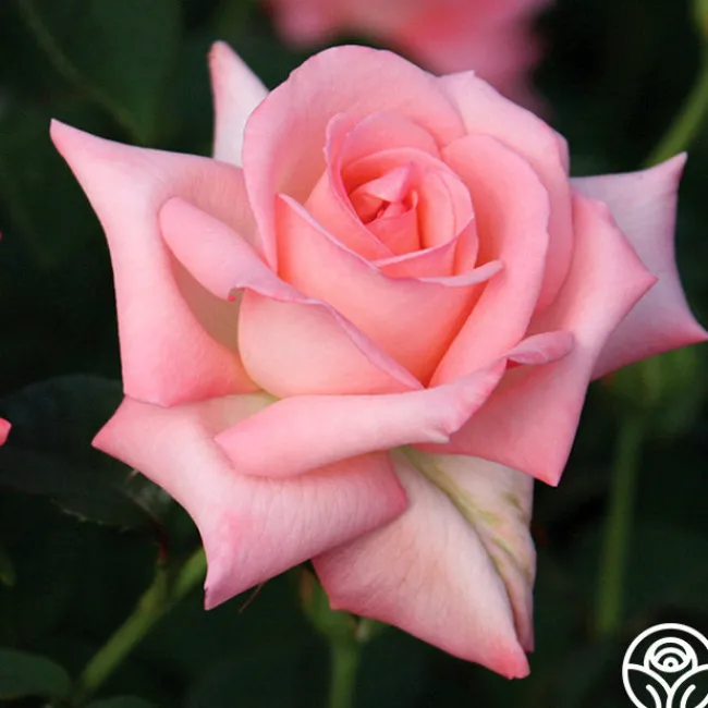 Bride>Heirloom Roses Best