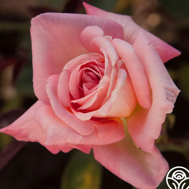 Bride>Heirloom Roses Best
