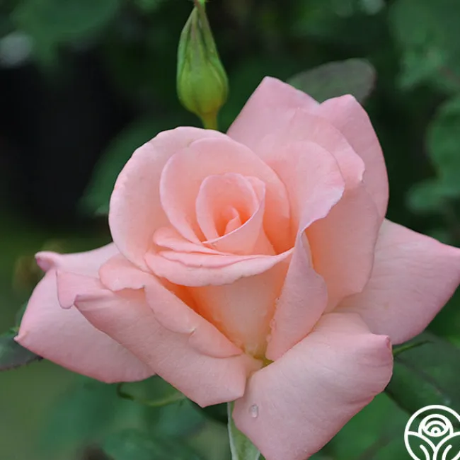 Bride>Heirloom Roses Best