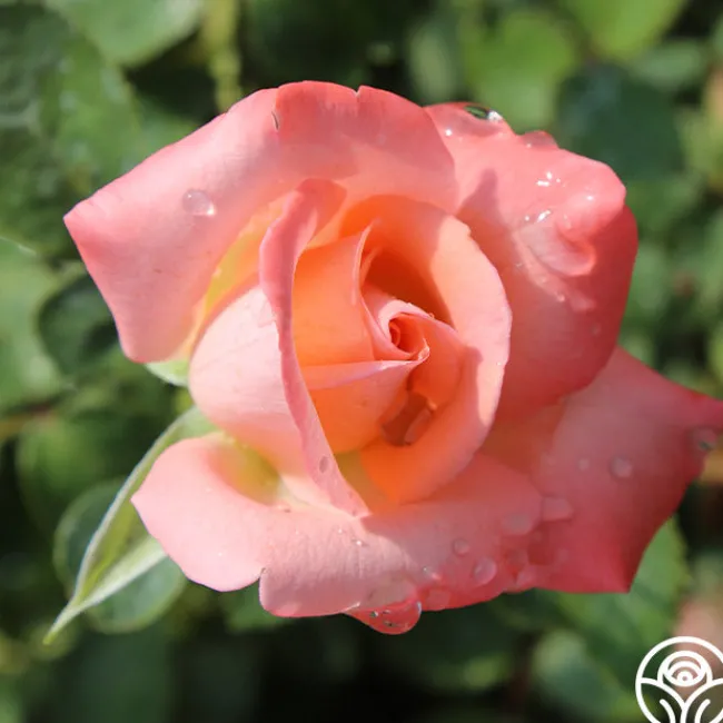 Bride>Heirloom Roses Best