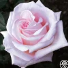 Bride's Dream>Heirloom Roses Best
