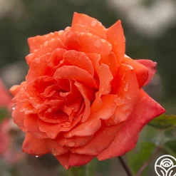 Bright Fire>Heirloom Roses Outlet