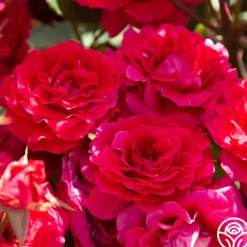 Bright Melody>Heirloom Roses Hot