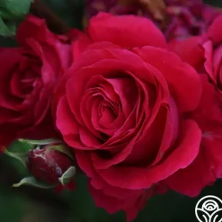 Bright Melody>Heirloom Roses Hot