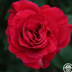 Bright Melody><noscript><img width=