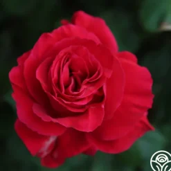 Bright Melody><noscript><img width=