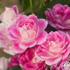 Brilliant Pink Iceberg>Heirloom Roses