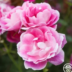 Brilliant Pink Iceberg>Heirloom Roses