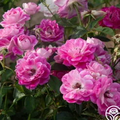Brilliant Pink Iceberg><noscript><img width=