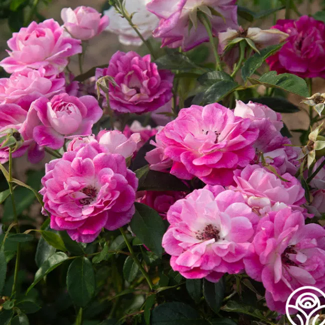 Brilliant Pink Iceberg>Heirloom Roses