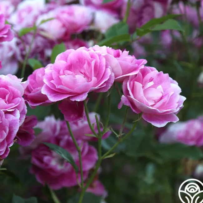 Brilliant Pink Iceberg>Heirloom Roses