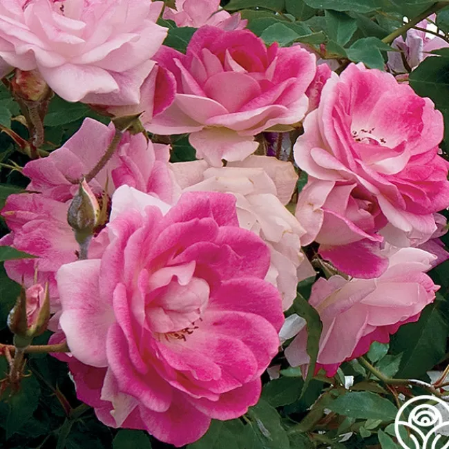 Brilliant Pink Iceberg>Heirloom Roses
