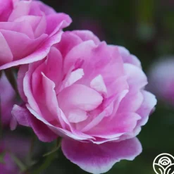 Brilliant Pink Iceberg><noscript><img width=