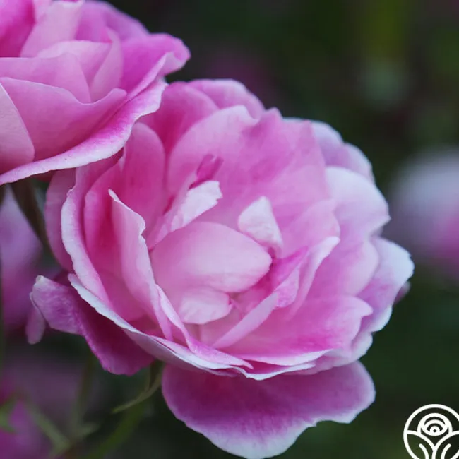 Brilliant Pink Iceberg>Heirloom Roses