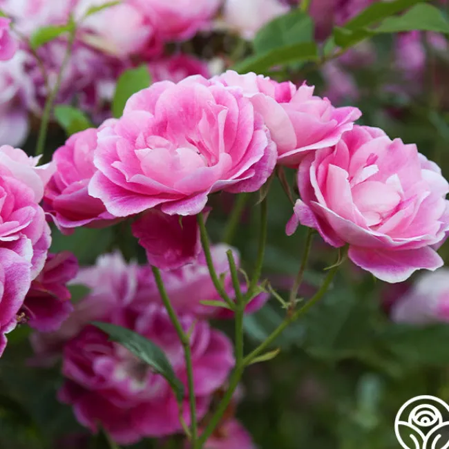 Brilliant Pink Iceberg>Heirloom Roses