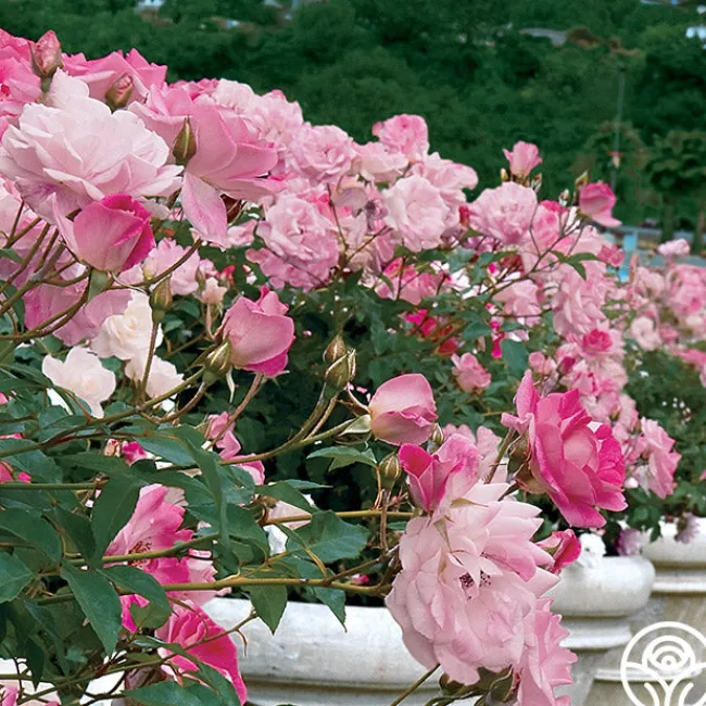 Brilliant Pink Iceberg>Heirloom Roses
