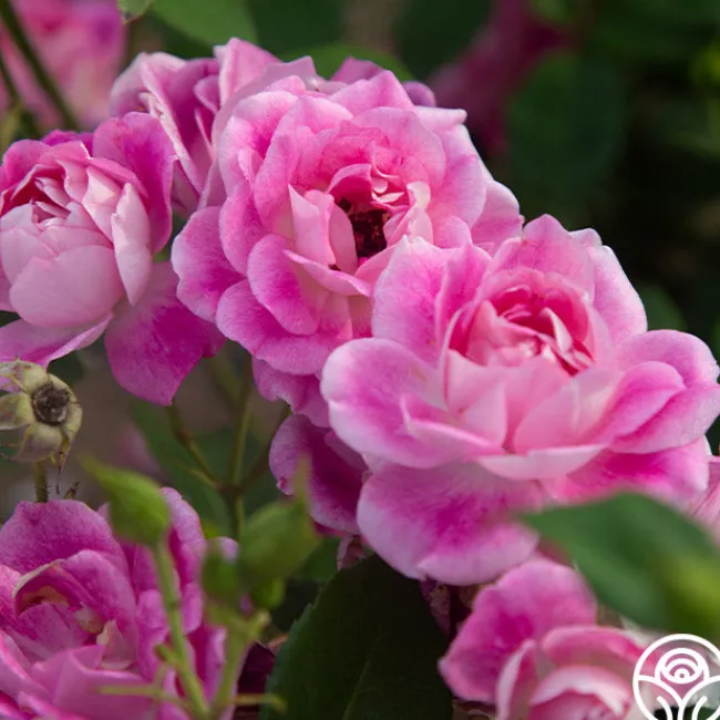 Brilliant Pink Iceberg>Heirloom Roses