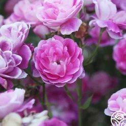 Brilliant Pink Iceberg><noscript><img width=